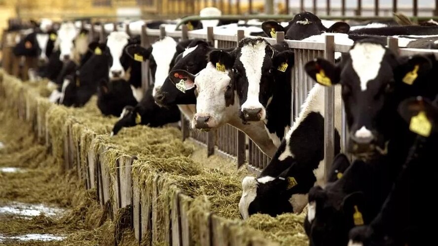 Киприоты покупают самое дорогое коровье молоко в Европе
