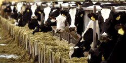 Киприоты покупают самое дорогое коровье молоко в Европе