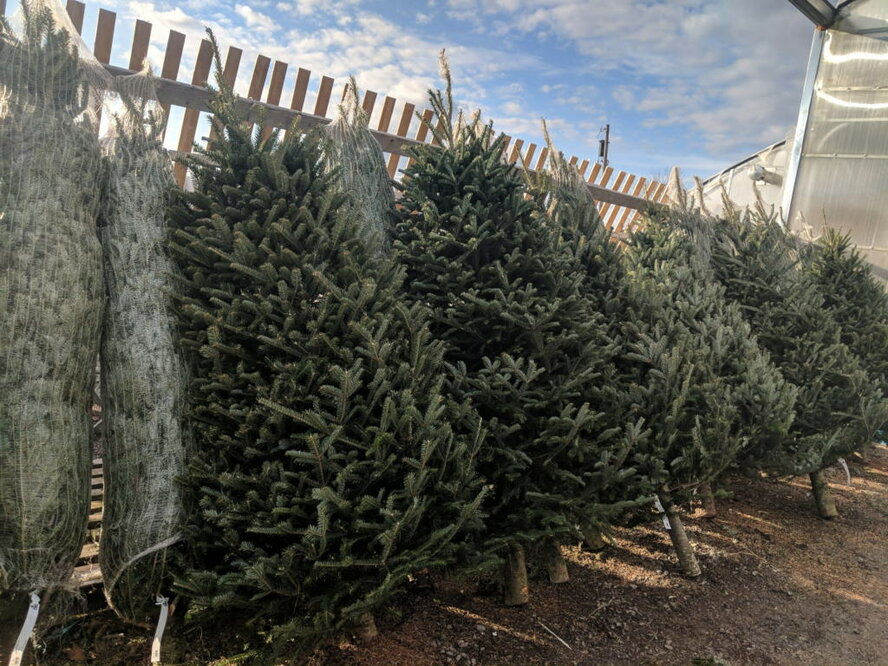 На Кипре начали продавать живые елки