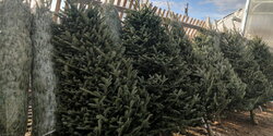 На Кипре начали продавать живые елки