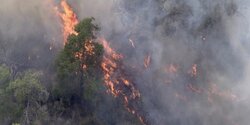 Пожар уничтожил сосны и оливковые деревья в деревне рядом с Никосией