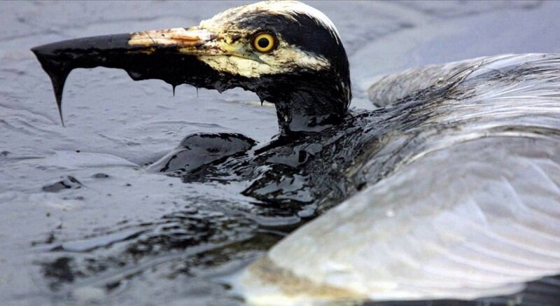 Нефтяная катастрофа на озере в Никосии