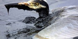 Нефтяная катастрофа на озере в Никосии