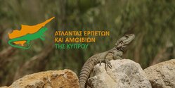 На Кипре появился онлайн-атлас рептилий и амфибий