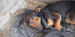 Старушка из Лимассола получила срок за жестокое обращение с собаками