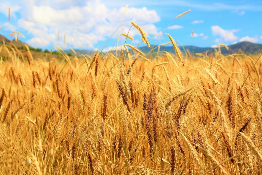 Запасов пшеницы на Кипре хватит на три месяца