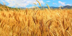 Запасов пшеницы на Кипре хватит на три месяца