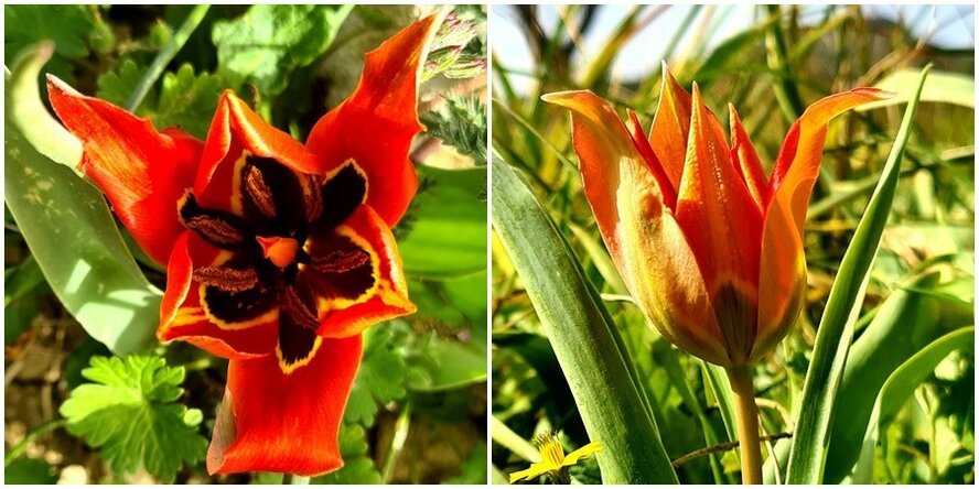 На Кипре расцвели дикие тюльпаны