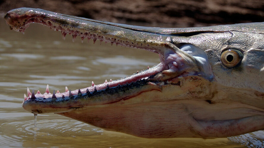 У рыбы-крокодила могут быть родственники у плотины на Северном Кипре