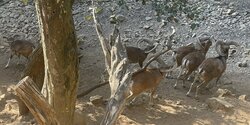 Заповедники муфлонов на Кипре