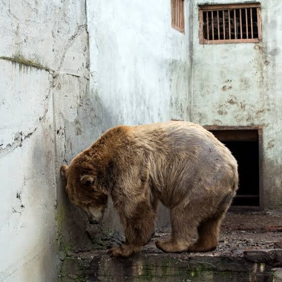 Из Melios Zoo Park в Никосии сбежал медведь