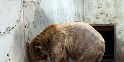 Из Melios Zoo Park в Никосии сбежал медведь
