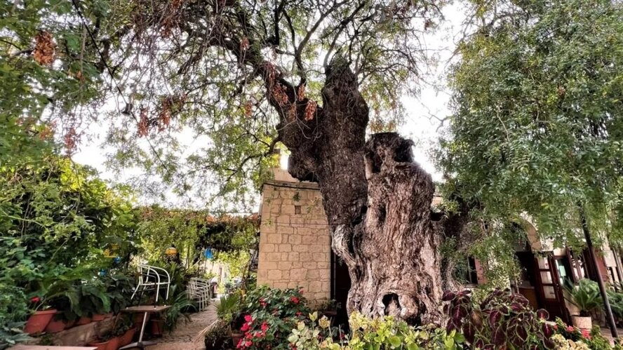 В Пафосе появились «умные» деревья