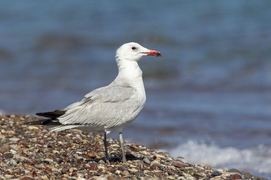 Островки у Карпасии признаны приоритетной зоной охраны ЕС