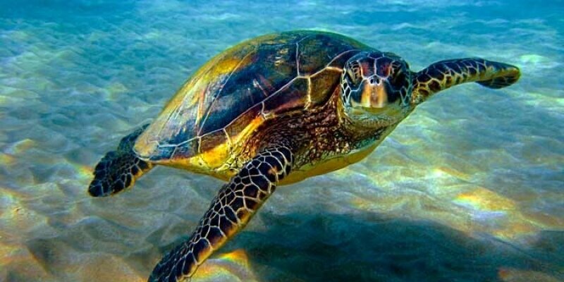 На Кипре найдена мертвая черепаха, привязанная к камням