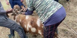 На Кипре провели спецоперацию по спасению козы