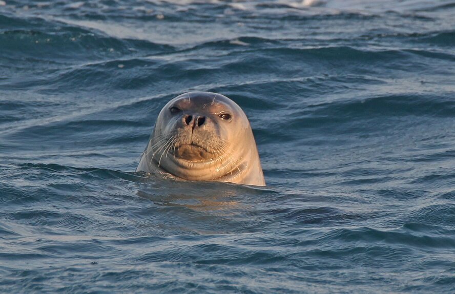 На Кипре размножаются самые редкие в мире тюлени
