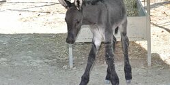 На Кипре родился ослёнок редкой кипрской породы