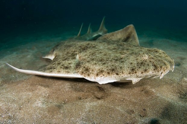Экологи призывают встать на защиту акул на Кипре!