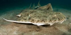 Экологи призывают встать на защиту акул на Кипре!