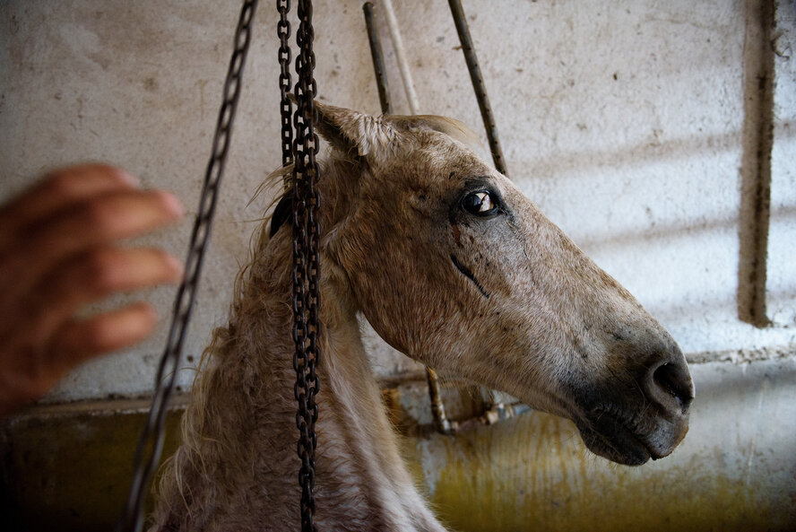 На Кипре из водостока вытащили застрявшую лошадь