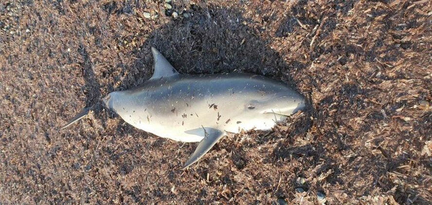 На пляже Ледис Майл в Лимассоле обнаружен мертвый дельфин