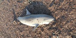 На пляже Ледис Майл в Лимассоле обнаружен мертвый дельфин