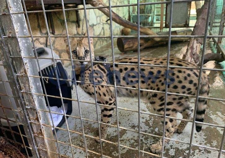 Партия защиты животных против заключения кошки-саванны в зоопарк Лимассола