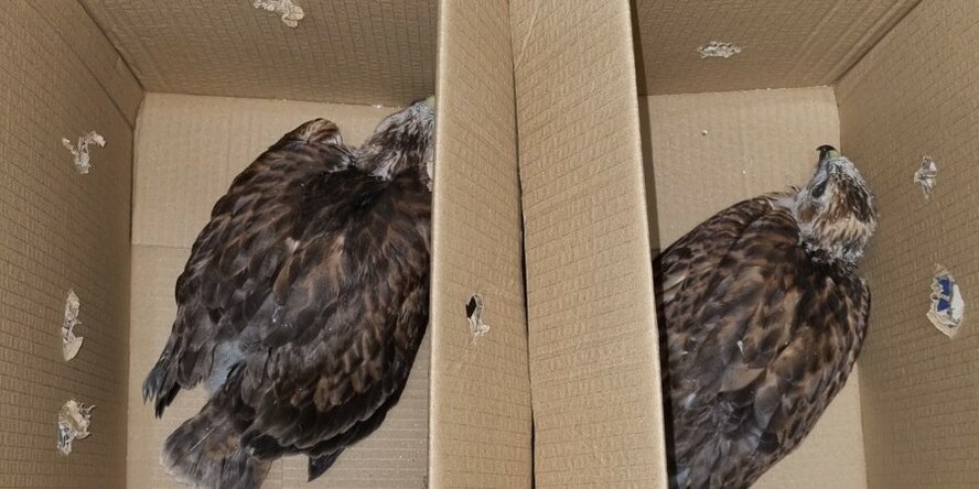 В Никосии полицией пресечена незаконная торговля редкими дикими птицами