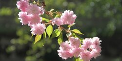 Фестиваль цветения сакуры в Кампосе - японская весна на Кипре