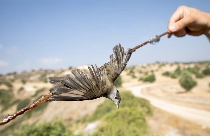 Невероятно! Кипр смягчает штрафы за браконьерство