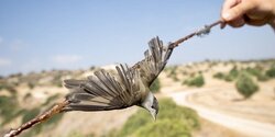 Невероятно! Кипр смягчает штрафы за браконьерство
