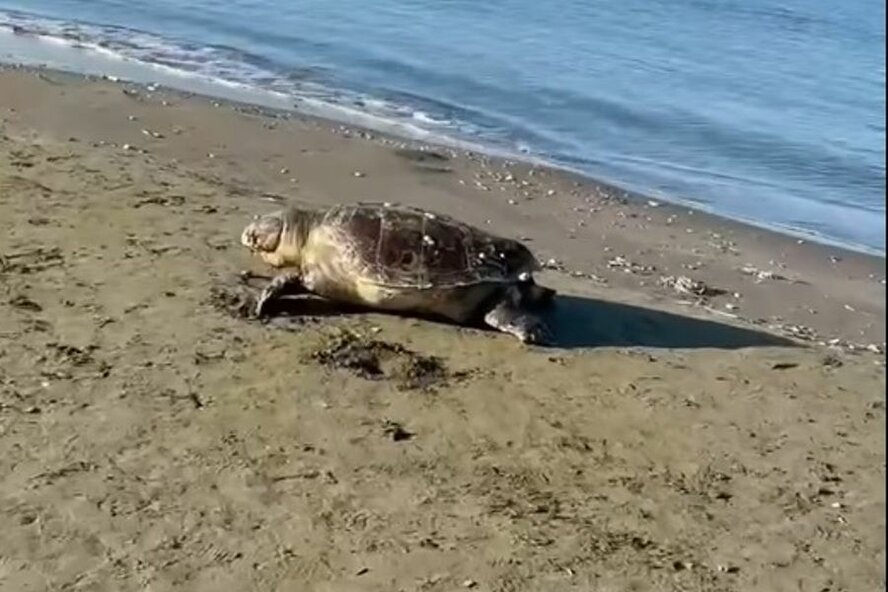 В Ларнаке на пляже обнаружена мёртвая морская черепаха В Ларнаке на пляже обнаружена мёртвая морская черепаха