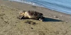 В Ларнаке на пляже обнаружена мёртвая морская черепаха