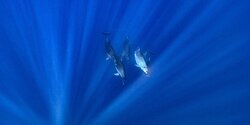 Восемь дельфинов устроили шоу для дайверов Ларнаки