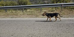 В лесу Пафоса будут отлавливать бродячих собак