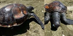 В районе Ларнаки найдена огромная мертвая черепаха и несколько разорванных рыб