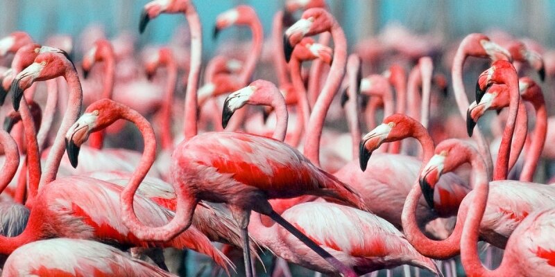 На Кипре умер розовый фламинго