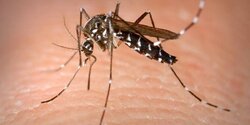 Укус комара стал причиной серьёзного заражения трёхлетней девочки на Кипре