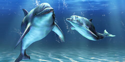 Невероятно! К берегам Кипра приплыли дельфины