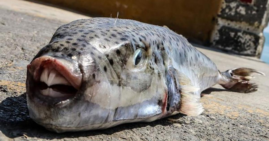 Ядовитая рыба-фугу заполонила море Кипра