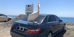 В Лимассоле у моря гуляют пеликаны