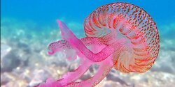 Власти Кипра требует соблюдать осторожность при купании в море из-за активизации токсичных морских организмов