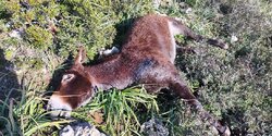 Шок! На северном Кипре застрелили порядка 14 диких ослов