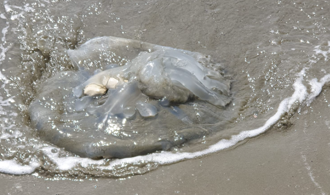 В Ларнаке из моря выбросило мёртвую медузу
