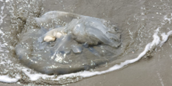 В Ларнаке из моря выбросило мёртвую медузу