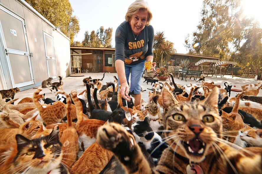 В России запретят жить в квартире с сорока кошками и прочим зверинцем