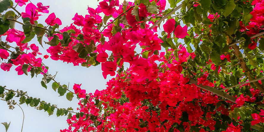 Восхитительное зрелище - цветущая бугенвиллия на Кипре!