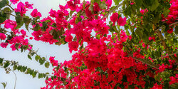 Потрясающее зрелище - цветущая бугенвиллия на Кипре