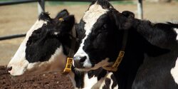 Скотоводы пригрозили сливать молоко у президентского дворца в Никосии